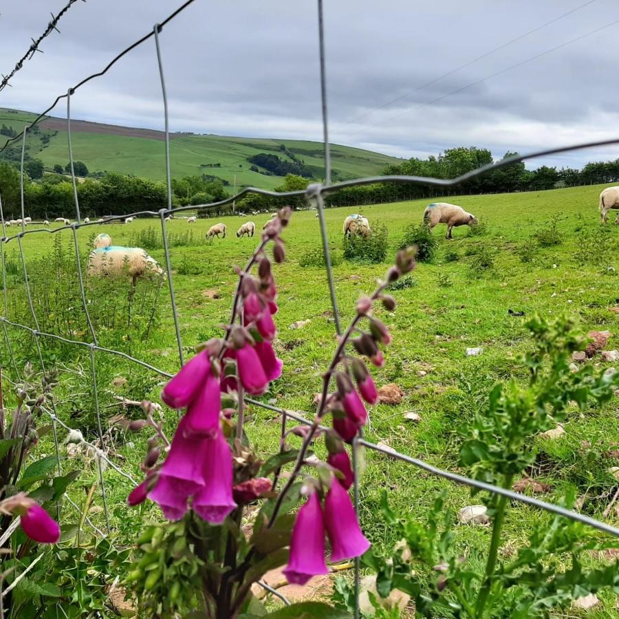Foxglove Accommodation Craven Arms Dış mekan fotoğraf