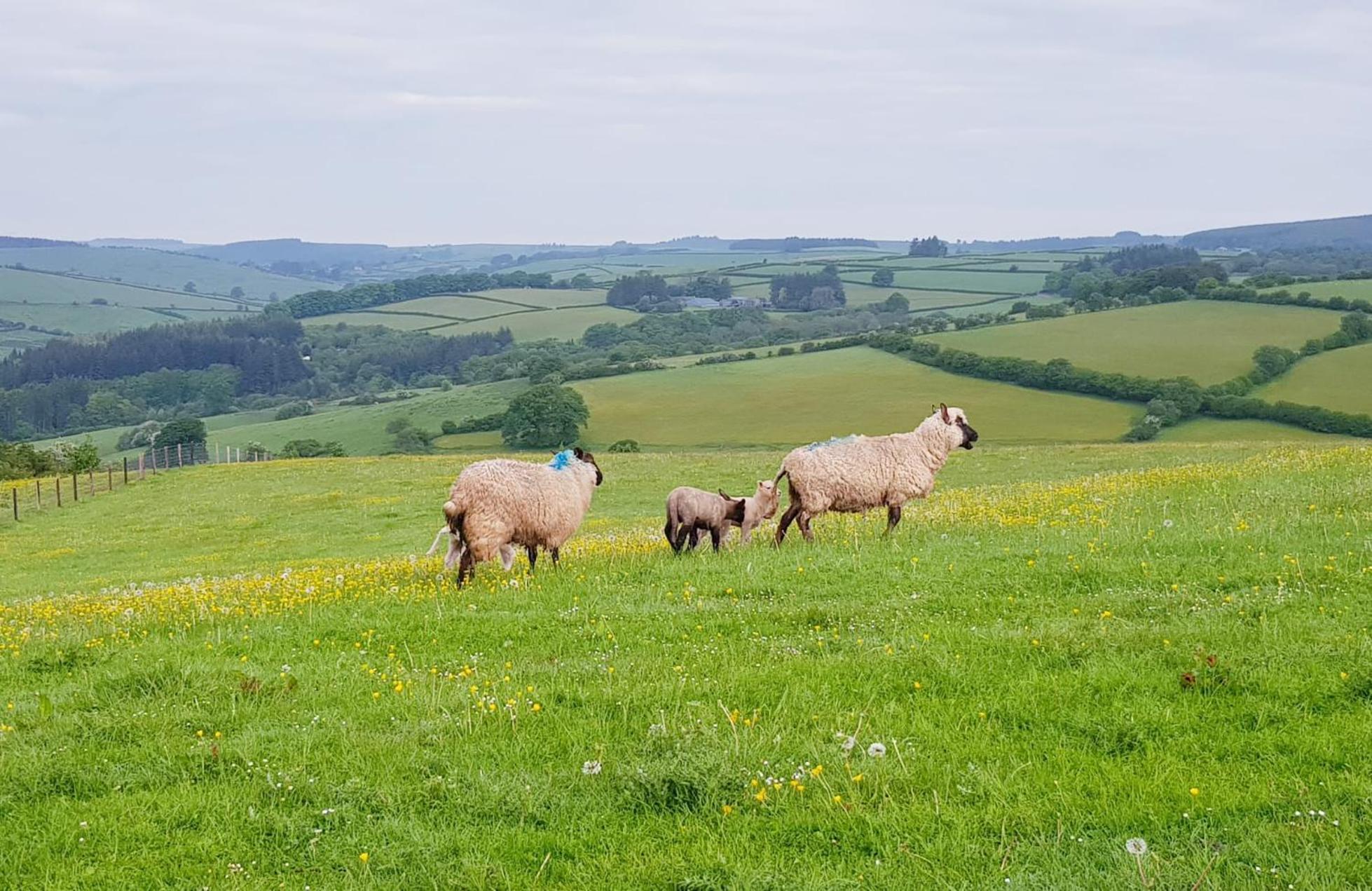 Foxglove Accommodation Craven Arms Dış mekan fotoğraf