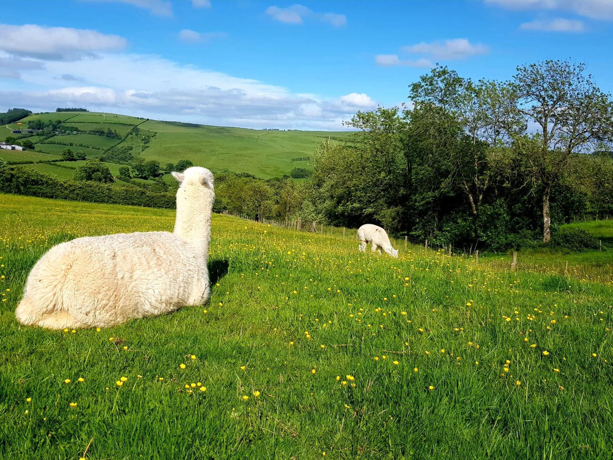 Foxglove Accommodation Craven Arms Dış mekan fotoğraf